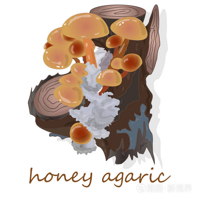 蜜木耳菇.野生蘑菇组插画-正版商用图片02wpqv-摄图新视界