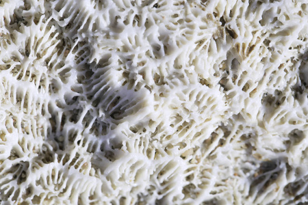 天然海珊瑚的生物质地
