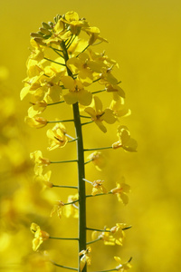 欧洲油菜