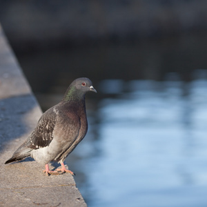 鸽子Columba Palumbus