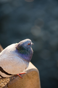 鸽子Columba Palumbus