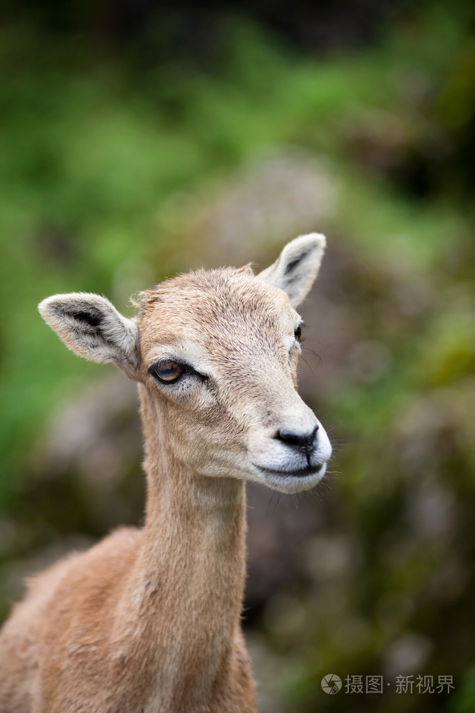 西高加索人高加索山羊