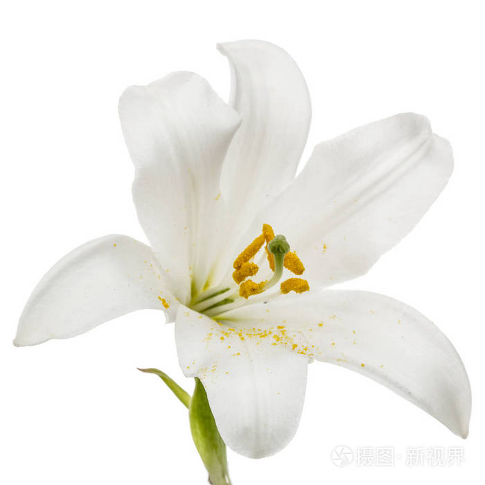 白色百合花 白色背景照片 正版商用图片02wt1a 摄图新视界 白色百合花 白色背景照片 正版商用图片02wt1a 摄图新视界