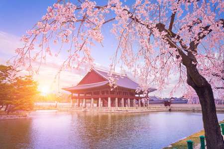 与樱花树在春天的时候在韩国首尔市，韩国景福宫