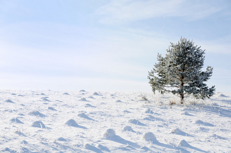 冬天和雪景树单独