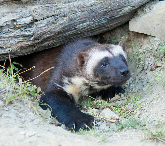 3390*2994px发票合同问题/动物狼爪子查看作者其他作品查看更多>巨角
