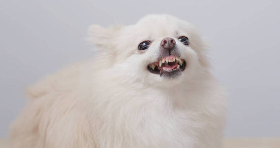 脾气暴躁的情感化设计博美犬狗生气生气的博美犬狗关闭白博美狗生气