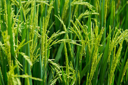 绿草田新鲜生米植物