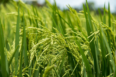 绿草田新鲜生米植物
