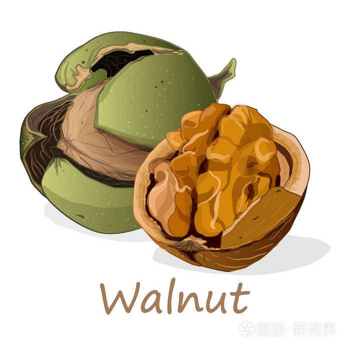 孤立在白色背景上的核桃插画-正版商用图片02wy08-摄图新视界