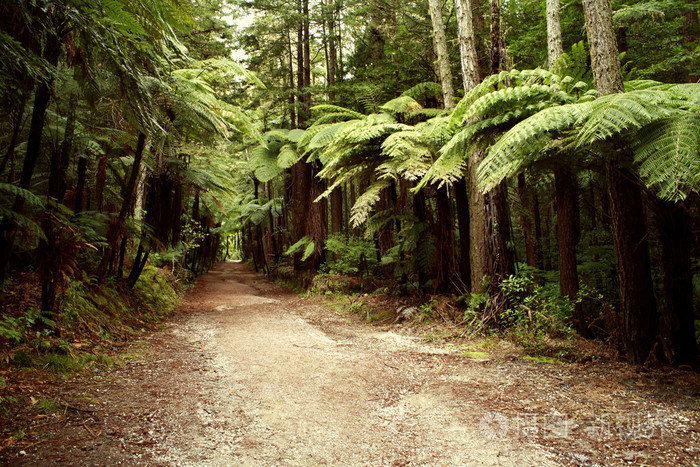 森林丛林森林似的一丛一片