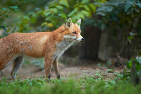 一只红狐狸的肖像外阴