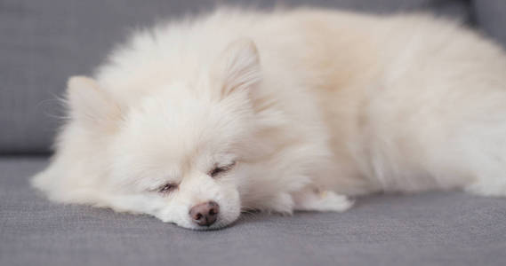 白色博美狗睡在沙发上
