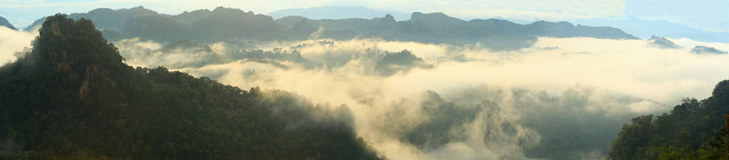 雨林中的薄雾
