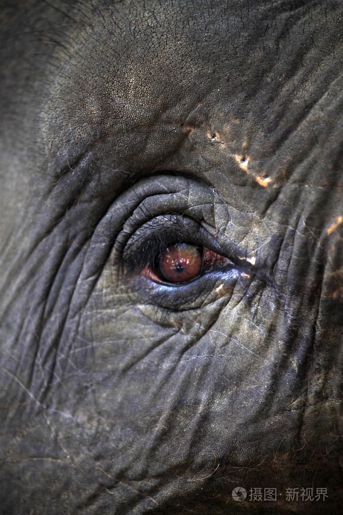大象的眼睛