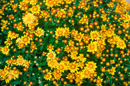 美丽的黄菊花, 花的质地