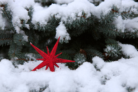红色圣诞星在雪图片