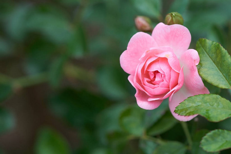 粉红色的玫瑰盛开在一个热带花园与自然的绿色模糊的背景。代表浪漫上升到爱。作为背景瓦伦丁概念与复制空间