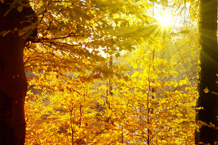 黄色的树叶与阳光的秋天背景