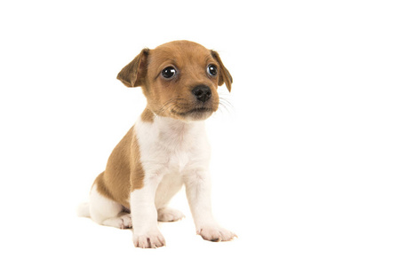 可爱的棕色和白色相间杰克的罗素梗犬小狗坐在白色背景孤立