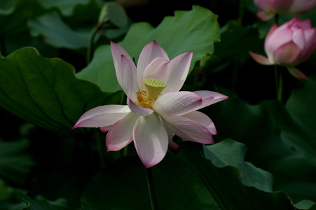 莲花 荷花 忘忧果 落拓枣