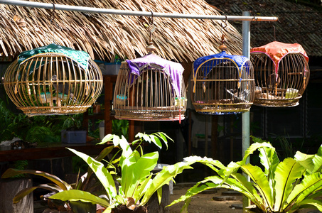 Vogelkfige in Khao Lak Thailand