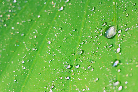 水露滴