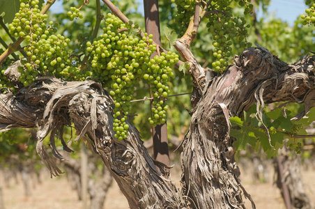 葡萄园老藤加利福尼亚温亚的老藤蔓照片