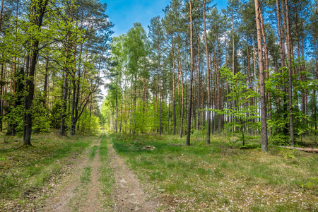 春季森林景观, 晴天和蓝天绿树之间的路径