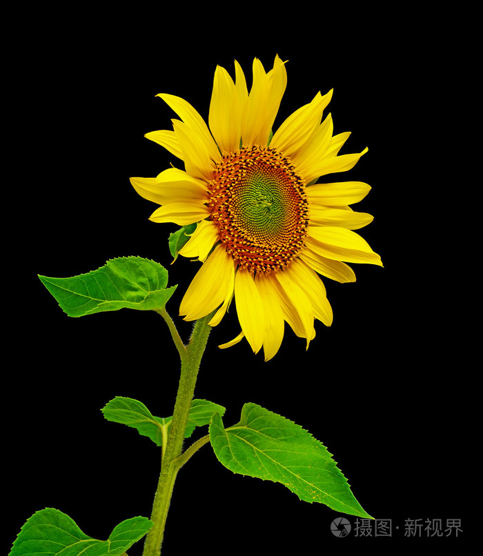 向日葵靠近黑色背景