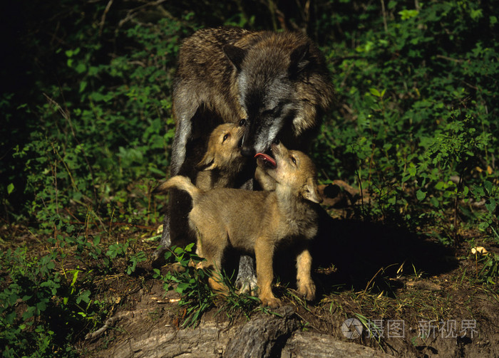 可爱的狼崽和妈妈互动