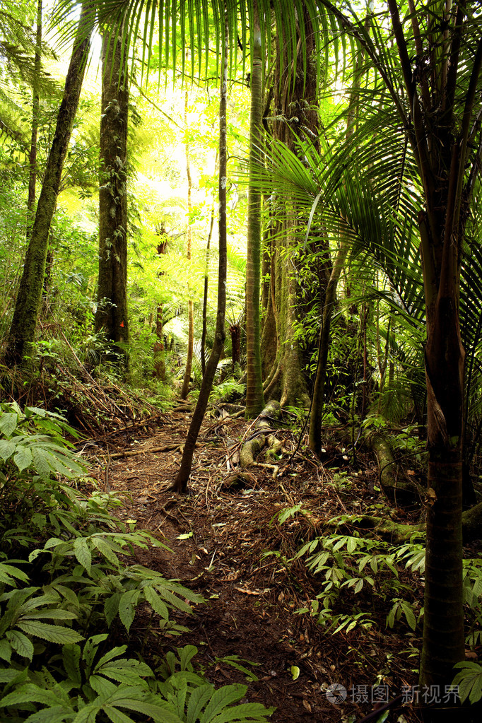 森林丛林森林似的一丛一片