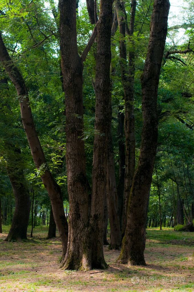 春天的山毛榉林茂密的树木