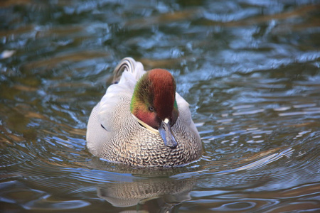 日本 Falcated 鸭 阿纳斯黄花苜蓿