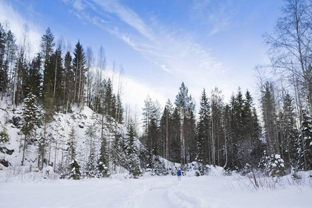 雪和冷杉树的冬天风景