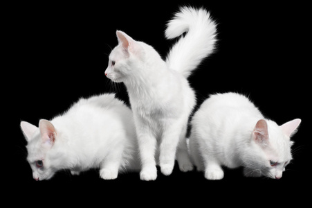 4.漂亮的白猫长得到处都是