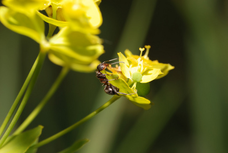 蚂蚁在花上变黄