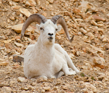 坐大巨角羊坐照片