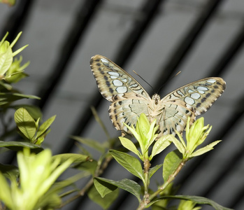 蝴蝶 butterfly的名词复数 