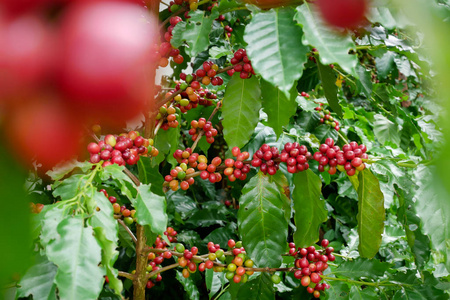 红色的咖啡樱桃咖啡种植园收割前分支阿拉比卡咖啡和八棱海棠树上