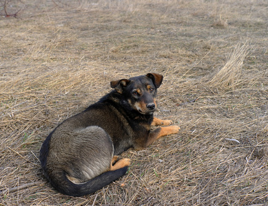 曼格雷犬