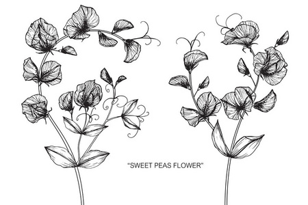 甜豌豆花。黑白线条画素描