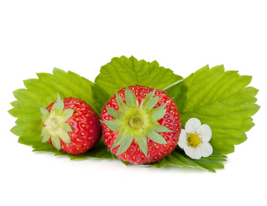 两个有绿叶和花朵的草莓果实