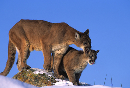 山狮母狮和小猫