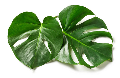 绿色的植物叶片图片