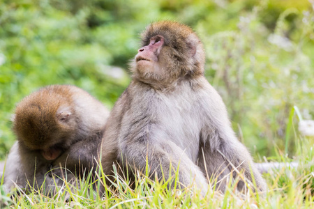 地狱谷猴园，沐浴在一个天然的温泉在日本长野的猴子