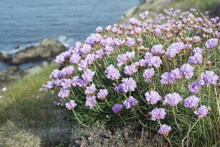 海的节俭或海粉红色 Armeria 国际 在海之上, 海角尖角 de Corsen, Dpartement Finistre