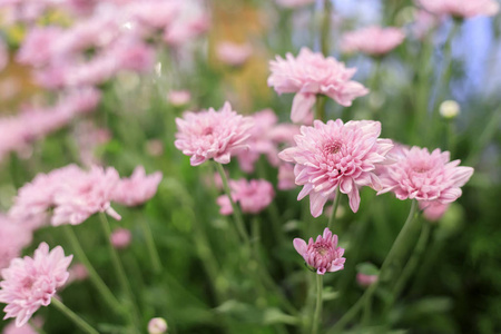 美丽的粉红色非洲菊花在花园