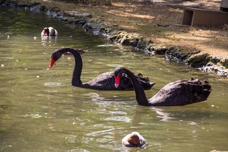 黑天鹅和野鸭在人工池塘中游泳图片