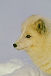 北极狐冬季画像